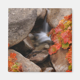 Kleiner Bach im Herbst, Kalifornien Magnet