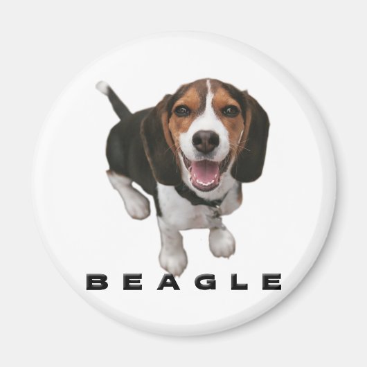 Kleiner Beagle Magnet (Vorne)