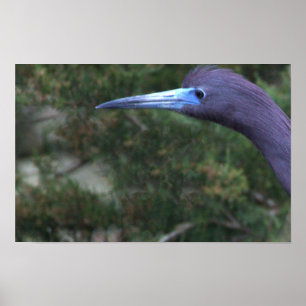 Kleiner Blau Reiher Foto Poster