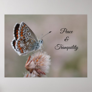 Kleiner Blauer Schmetterling Poster