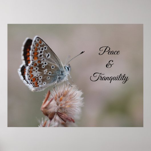 Kleiner Blauer Schmetterling Poster (Vorne)