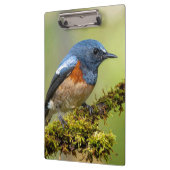 Kleiner blauer Vogel Klemmbrett (Links)