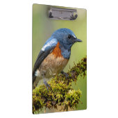 Kleiner blauer Vogel Klemmbrett (Rechts)