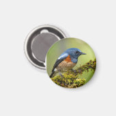 Kleiner blauer Vogel Magnet (Vorderseite/Rückseite)
