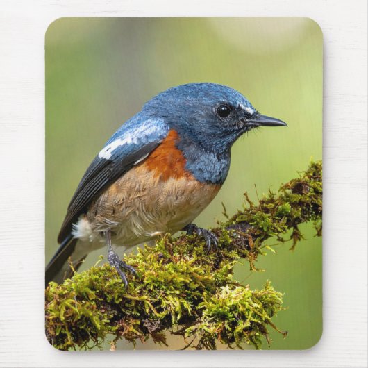 Kleiner blauer Vogel Mousepad (Vorne)