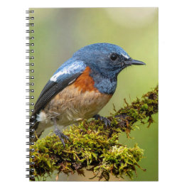 Kleiner blauer Vogel Notizblock