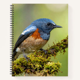 Kleiner blauer Vogel Notizblock