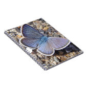 Kleiner Blauschmetterling Notizblock (Rechte Seite)
