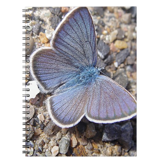 Kleiner Blauschmetterling Notizblock (Vorderseite)
