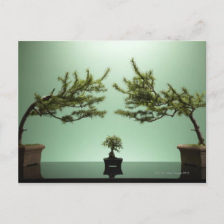 Kleiner Bonsai-Baum zwischen zwei großen Bonsai-Bä Postkarte