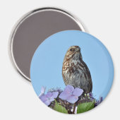 Kleiner brauner Singvogel-Druckmagnet Magnet (Vorderseite/Rückseite)