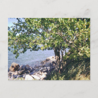 Kleiner Bucht-Park-Baum und Felsen Postkarte
