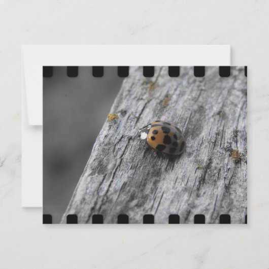 Kleiner Bug (Vorderseite)