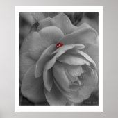 Kleiner Bug an einer Blume Poster (Vorne)