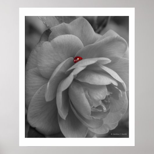 Kleiner Bug an einer Blume Poster (Vorne)