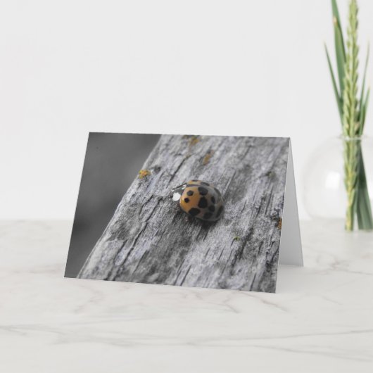 Kleiner Bug Karte (Vorderseite)