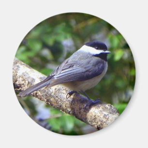 Kleiner Chickadee Magnet