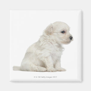Kleiner Chien-Löwe oder kleiner Löwe-Hundewelpe Magnet