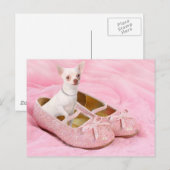 Kleiner Chihuahua in den rosa girly Schuhen mit Postkarte (Vorne/Hinten)