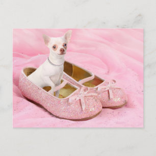Kleiner Chihuahua in den rosa girly Schuhen mit Postkarte