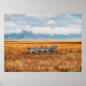 KLEINER DAZZLE (HERD) DER ZEBRA-GRAZING POSTER (Vorne)