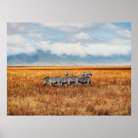 KLEINER DAZZLE (HERD) DER ZEBRA-GRAZING POSTER (Vorne)