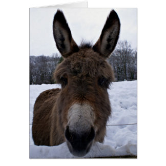 Kleiner Donkey