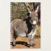 Kleiner Donkey Planer (Vorderseite)