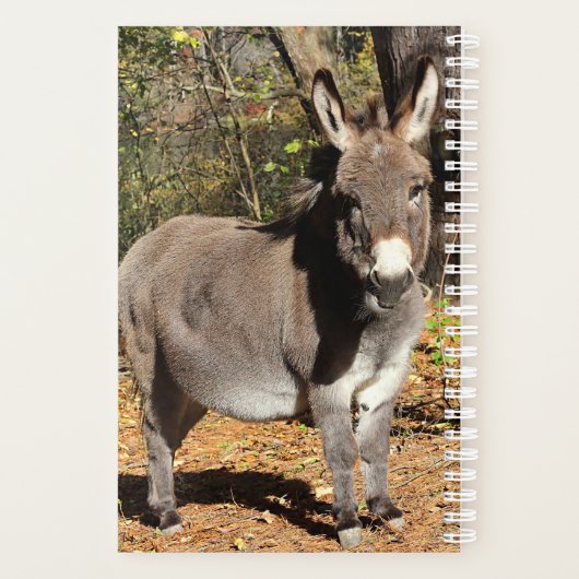 Kleiner Donkey Planer (Rückseite)