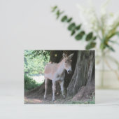 Kleiner Donkey Postkarte (Stehend Vorderseite)