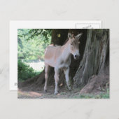 Kleiner Donkey Postkarte (Vorne/Hinten)