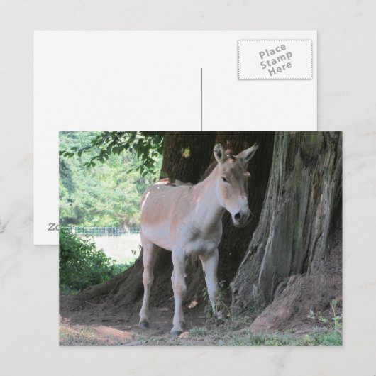 Kleiner Donkey Postkarte (Vorne/Hinten)