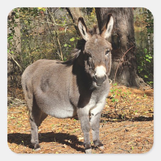 Kleiner Donkey Quadratischer Aufkleber (Vorderseite)