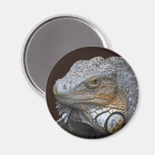 Kleiner Drachenmagnet Magnet (Vorderseite/Rückseite)