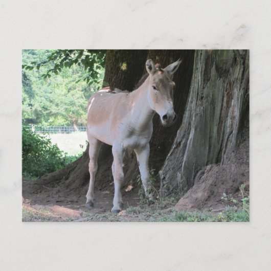 Kleiner Esel Postkarte (Vorderseite)