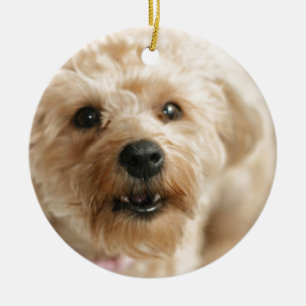 Kleiner fantastischer Abby das Yorkie Poo Keramik Ornament
