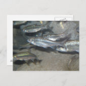 kleiner Fisch Postkarte (Vorne/Hinten)