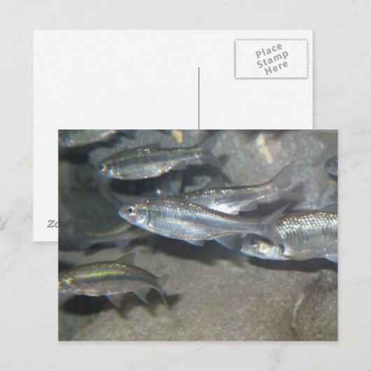 kleiner Fisch Postkarte (Vorne/Hinten)