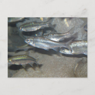 kleiner Fisch Postkarte