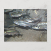 kleiner Fisch Postkarte (Vorderseite)