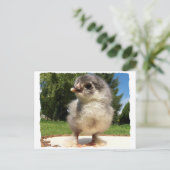 kleiner flauschiger Küken Postkarte (Stehend Vorderseite)