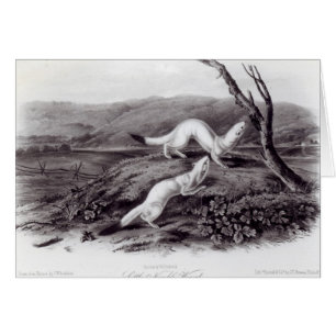 Kleiner flinker Weasel