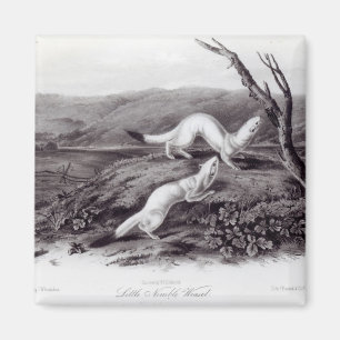 Kleiner flinker Weasel Magnet