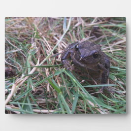 Kleiner Frosch Fotoplatte