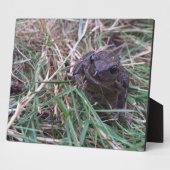 Kleiner Frosch Fotoplatte (Seite)