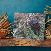 Kleiner Frosch Fotoplatte (Seite)