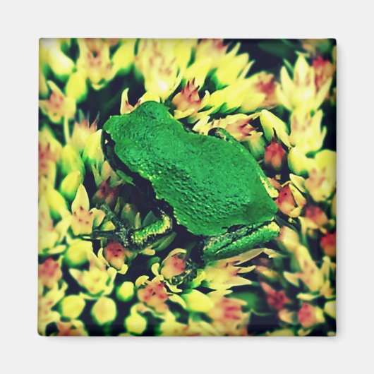 Kleiner Frosch Magnet (Vorne)