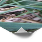 Kleiner Frosch Poster (Ecke)