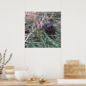Kleiner Frosch Poster (Küche)