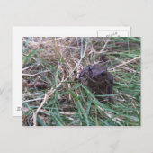 Kleiner Frosch Postkarte (Vorne/Hinten)